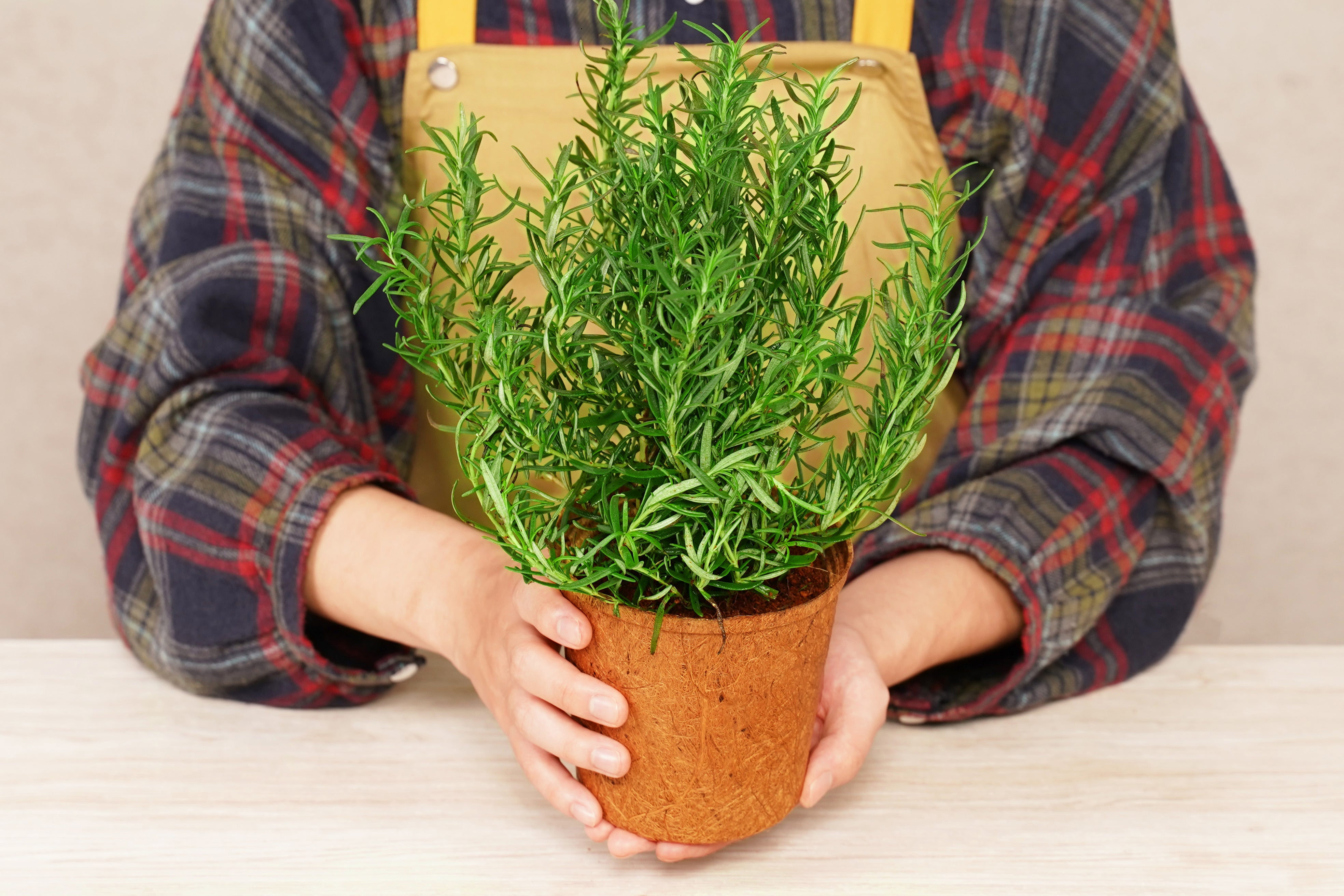 4” Tall Round Coir Pot