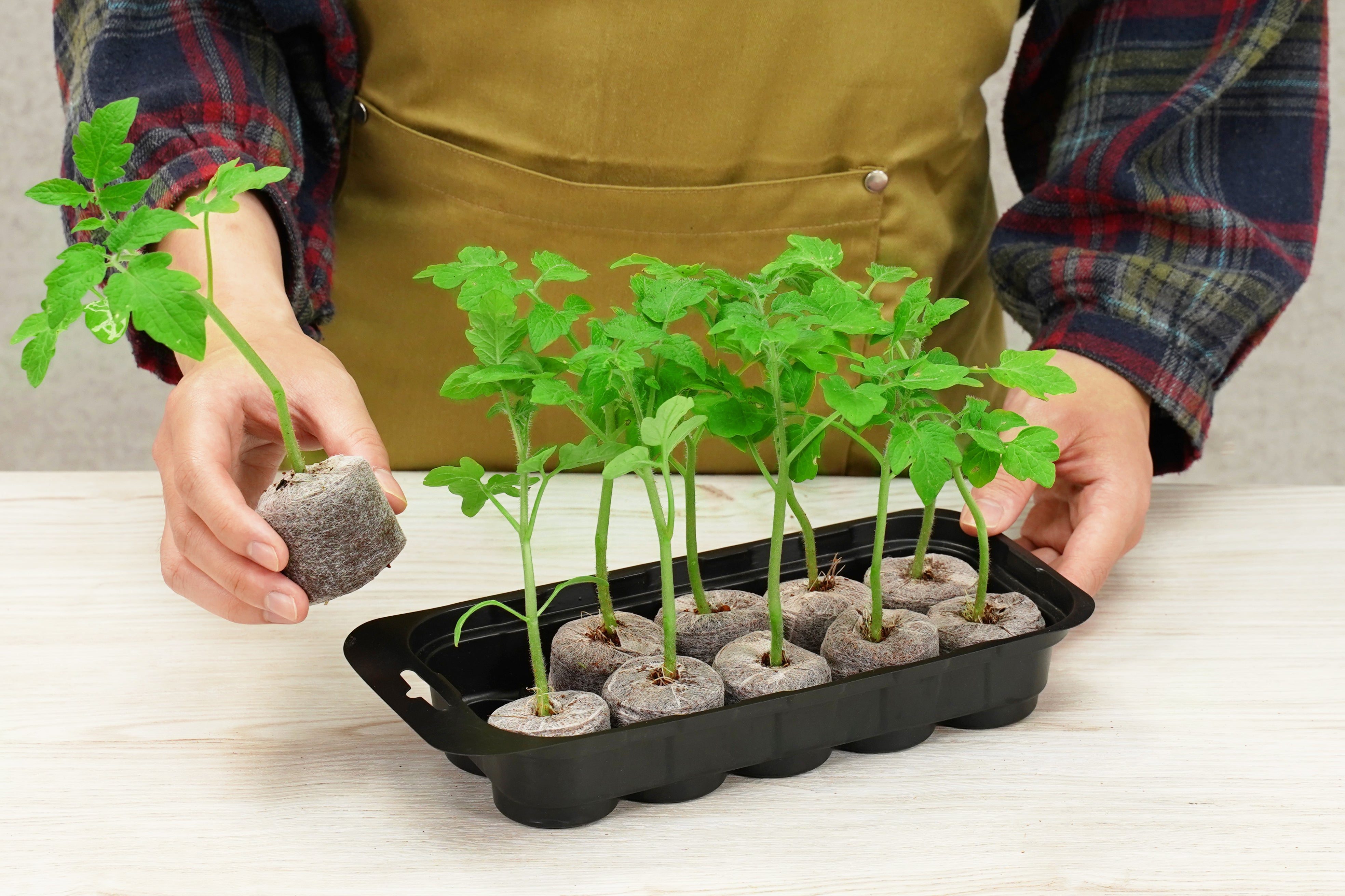 10 x 42mm Pellet Greenhouse Kit