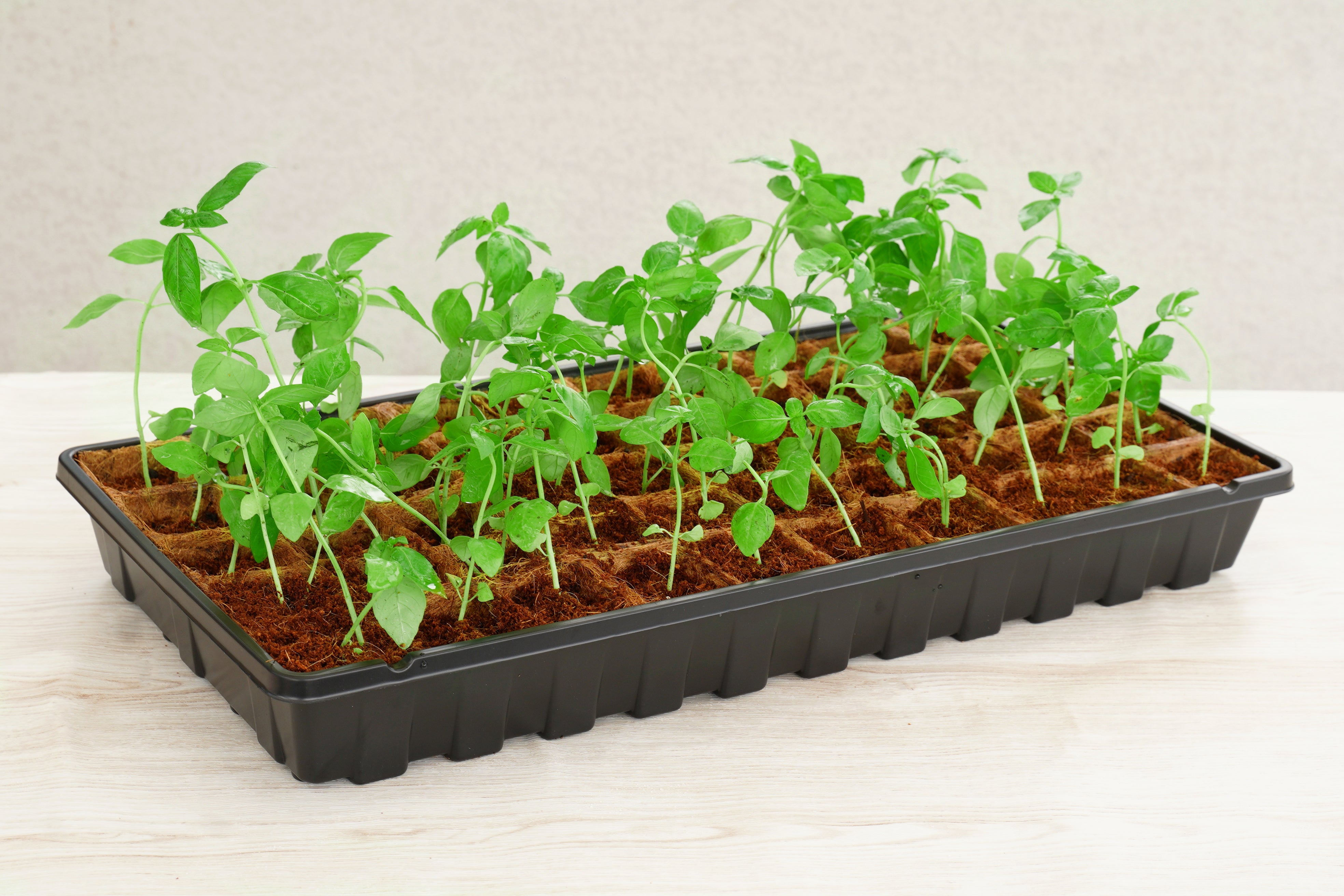 50 Pot Coconut Coir Pot Greenhouse Kit