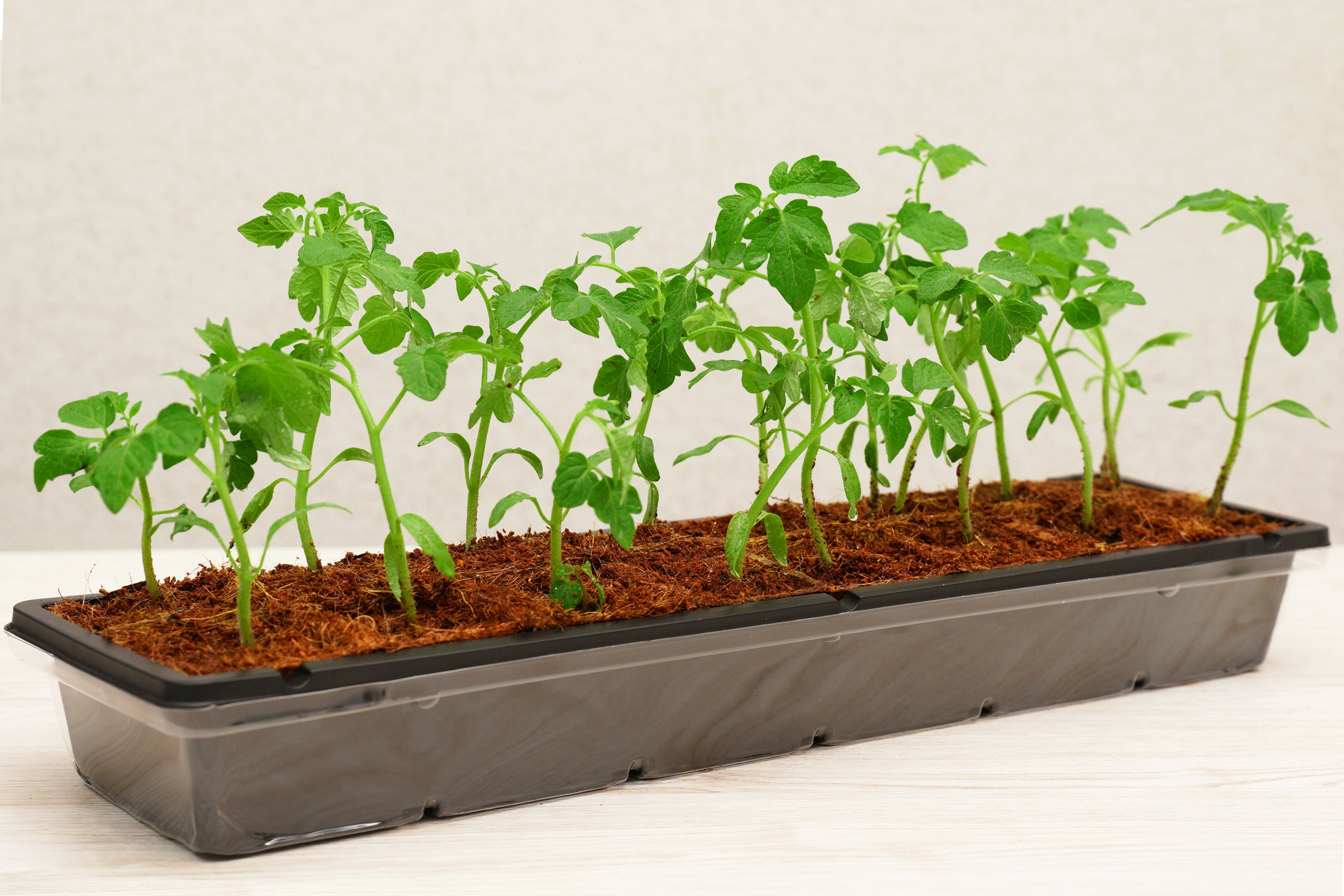 16 Pot Coconut Coir Pot Greenhouse Kit