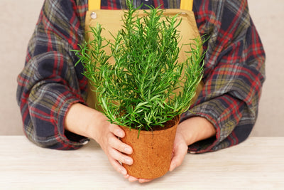 4” Tall Round Coir Pot