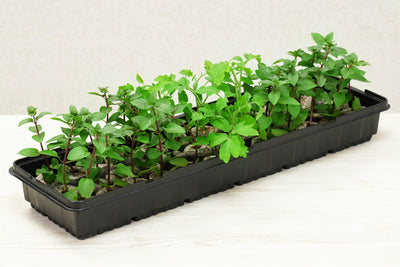 36 x 35mm Pellet Greenhouse Kit
