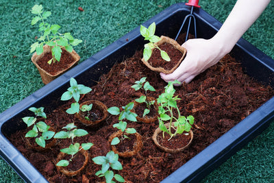 3.00" Square Coconut Coir Pot – 8 Pack