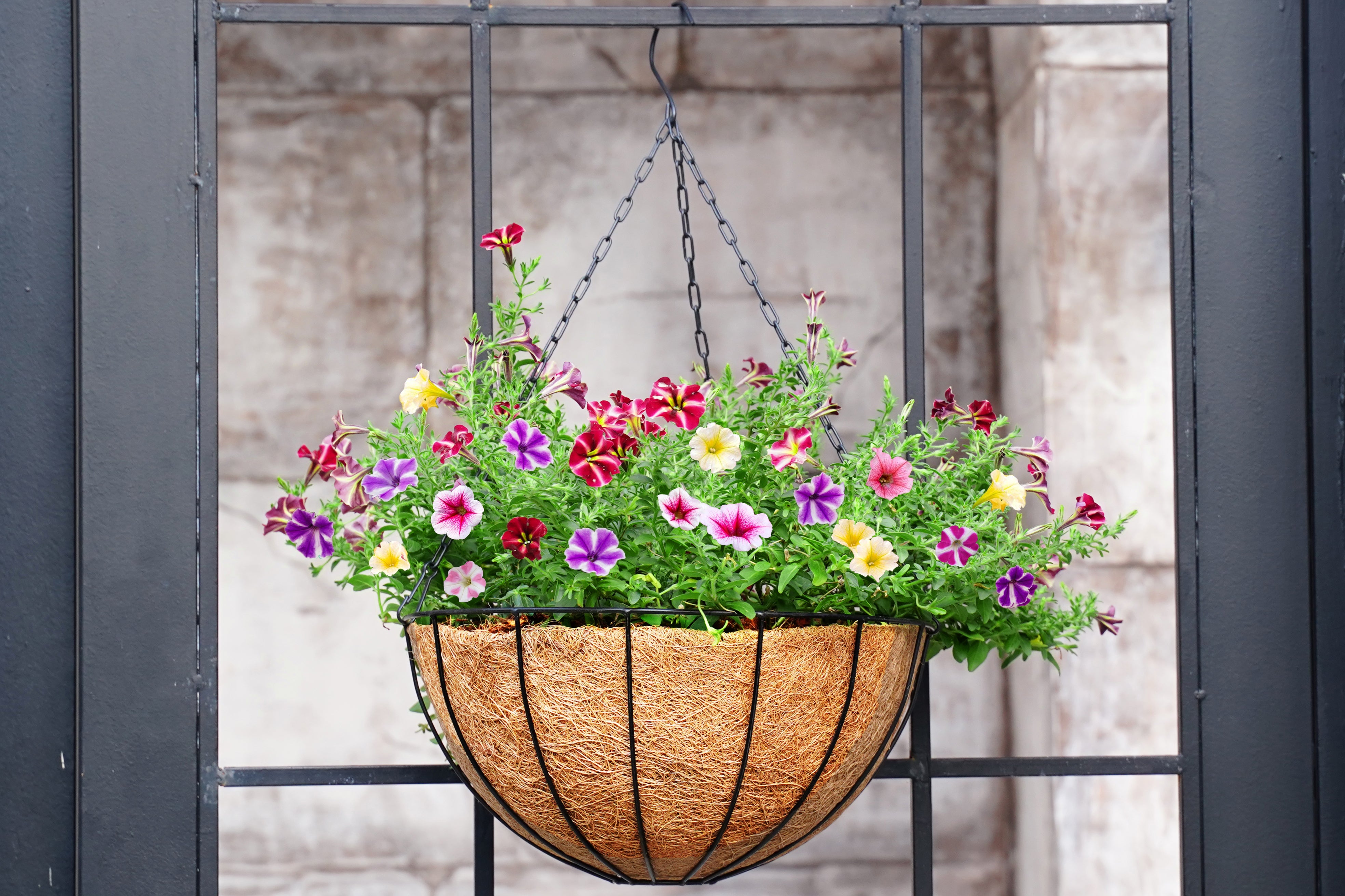 10"/25cm Metal Hanging Basket with Coir Liner and Chain