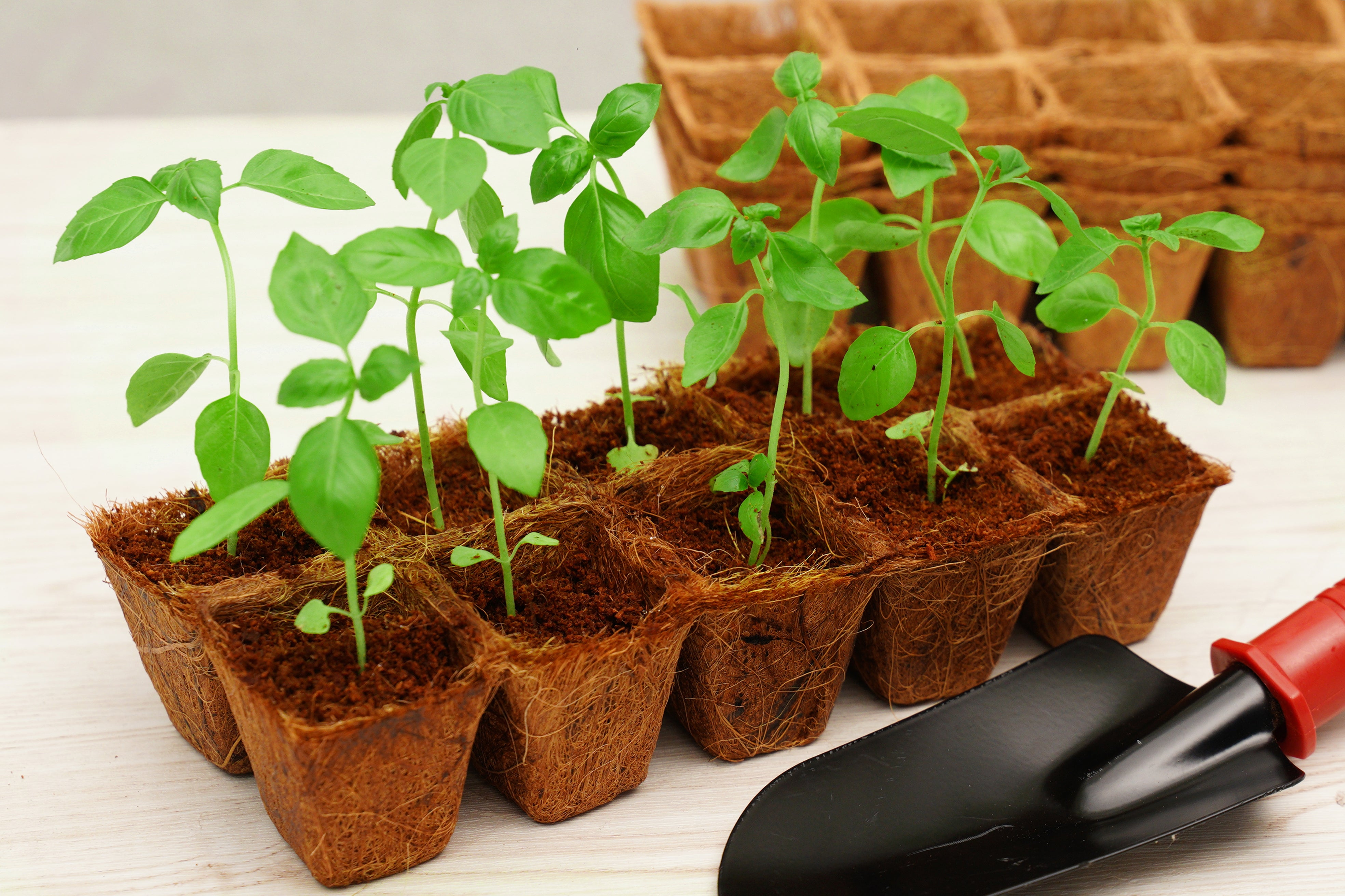50 Pot Coconut Coir Pot Refill (1.75")