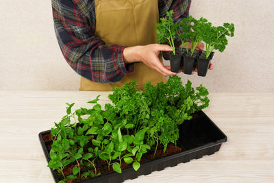 Premium 72 Cell Greenhouse Kit with Coconut Coir Growing Mix