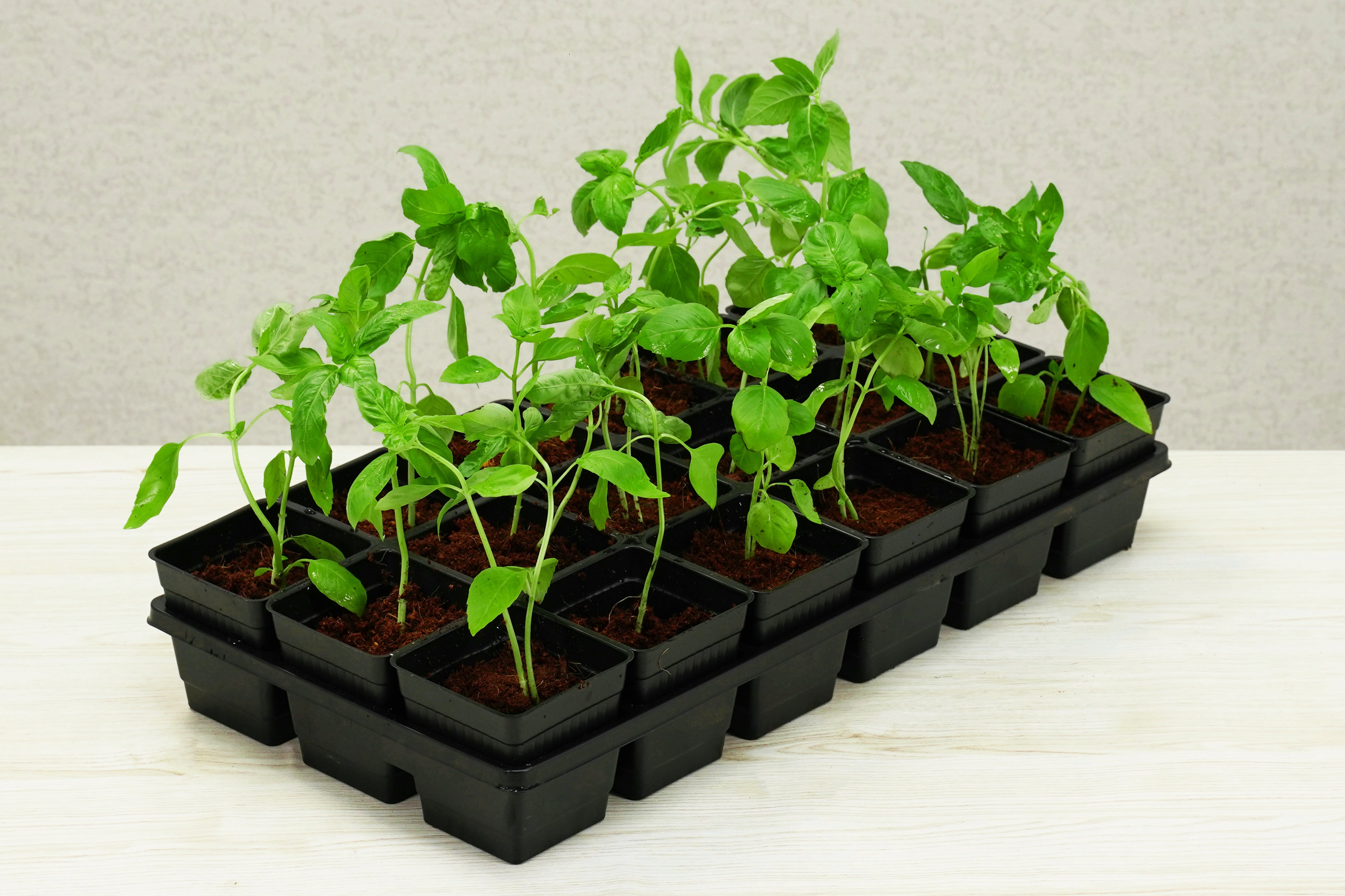 18 Pot Transplant Kit